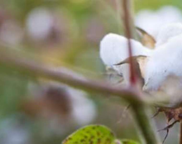 All Signs on Growth at Cotton made in Africa International Expansion with New Partners
