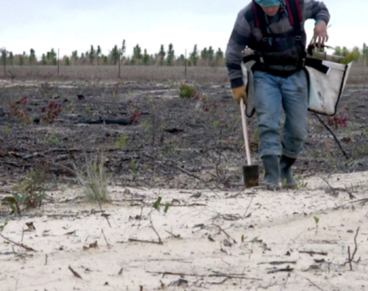 Eastman and GP Cellulose provide critical support for longleaf pine restoration in Florida
