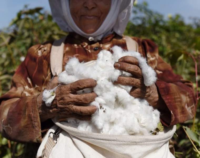 Better Cotton and Cotton Egypt Association inaugurate renewed strategic partnership